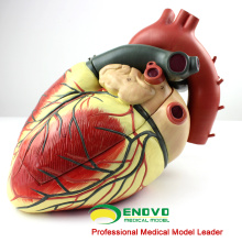 HEART09 (12485) Modelo Anatômico do Coração Humano de Grandes Dimensões, 3 Partes, Modelos de Anatomia&gt; Modelos de Coração